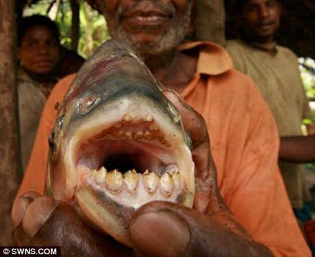 Ikan Ini Menggigit Testis Nelayan Hingga Tewas