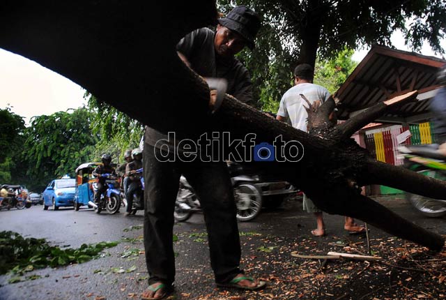Hujan Angin, Pohon di Rawamangun Tumbang