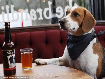  Di Pub Ini Majikan dan Anjing Bisa Minum Bir Bersama