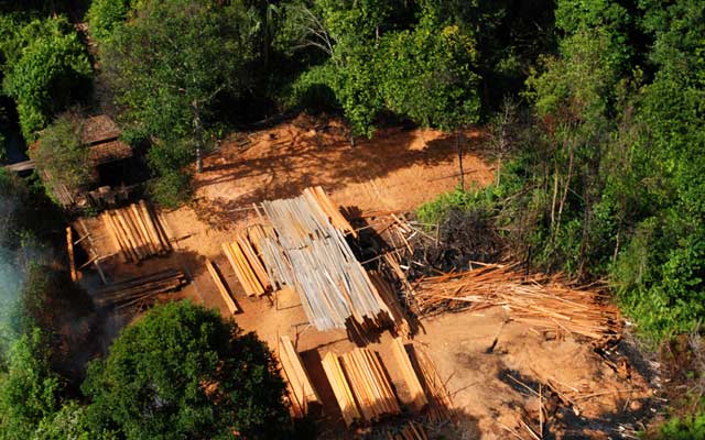 Illegal Logging di Riau Mengganas