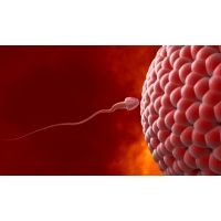 http://images.detik.com/content/2012/02/12/763/spermasendiri-ts-dlm.jpg