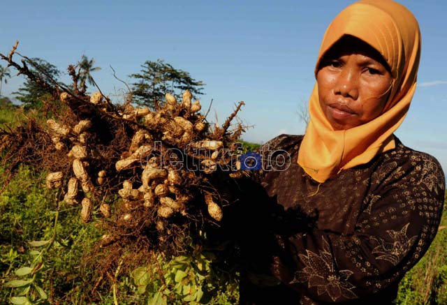 Impor Kacang Tanah Hajar Petani Lokal