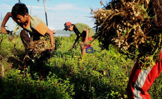 Impor Kacang Tanah Hajar Petani Lokal