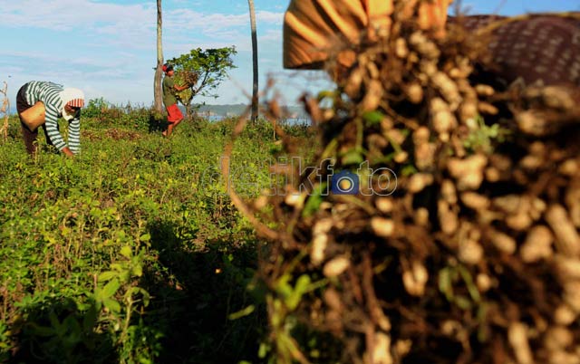 Impor Kacang Tanah Hajar Petani Lokal