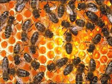 Sarang Lebah Madu Seharga Rp. 9 Juta Digondol Pencuri!