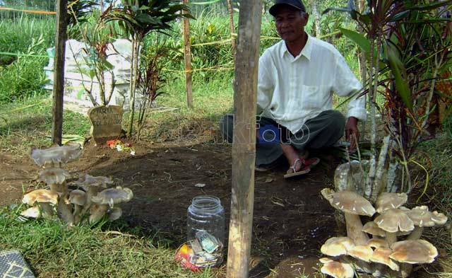 Jamur Raksasa Tumbuh Di Atas Makam Warga Malang [ www.BlogApaAja.com ]
