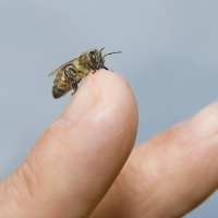 Tak Ada Bunga, Lebah Mulai Hisap Keringat Manusia [ www.BlogApaAja.com ]