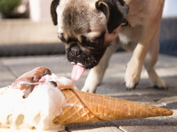 Di Italia, Anjingpun Punya Es Krim Khusus