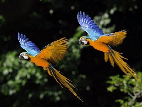 Sembilan burung dimutilasi dengan sadis di Australia