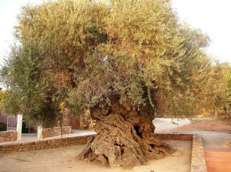 Pohon Unik Yang Pernah Ditemukan
