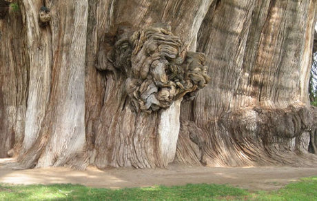 Pohon Unik Yang Pernah Ditemukan
