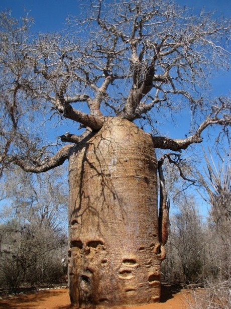 ada-kamu.blogspot.com - 6 Pohon Paling Unik yang Pernah Ditemukan Oleh Manusia