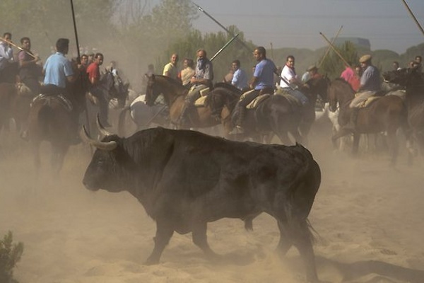 http://www.wikiasia.blogspot.com/2012/09/tradisi-festival-banteng-yang-mengerikan-di-spanyol.html