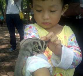 Kebun Binatang Surabaya Punya Koleksi 13 Ekor Sugar Glider