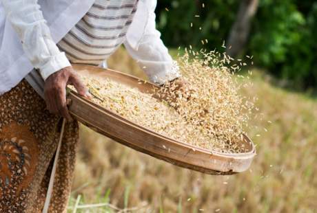 Red Rice, How Potent Lose Weight? 