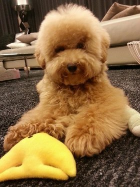 Lucunya Anjing Peliharaan 5 Artis Ganteng Korea Ini Lucunya Anjing Peliharaan 5 Artis Ganteng Korea Ini