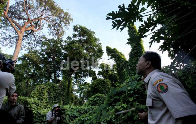Menhut Tinjau Surganya Burung di Jakarta