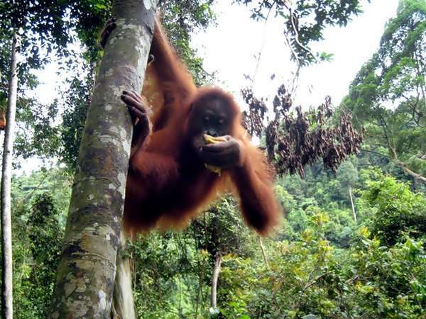 5 Fakta Menarik Tentang Orangutan yang Penting Kamu Tahu 154403 leuser2