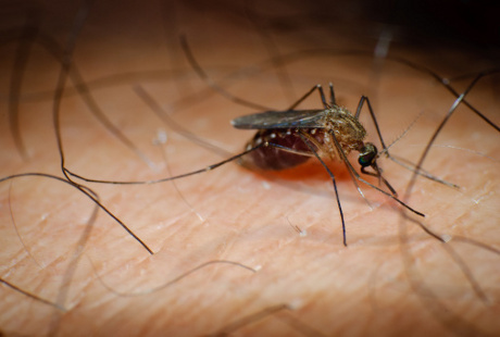 Beda Jenis Nyamuk Penyebab DBD dan Malaria, Beda Juga Cara Menanganinya