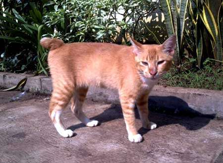 Sosok Danang Sutowijoyo si 'Penembak kucing'