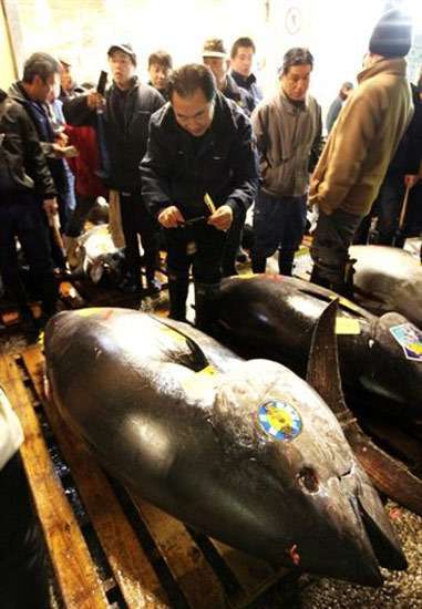 Ini Daerah Kaya Ikan Tuna di Indonesia Ini Daerah Kaya Ikan Tuna di Indonesia