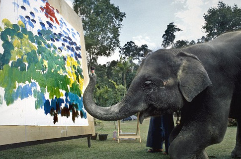 gajah pelukis di Chiang Mai, Thailand