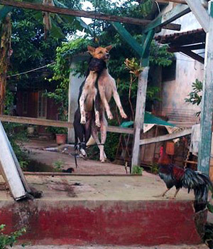 2 Anjing di Depok Dipukuli dan Digantung Hingga Mati karena Isu Babi Ngepet