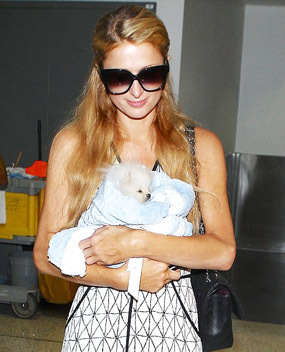 Ini Dia Anjing Seharga Rp 154 Juta Milik Paris Hilton