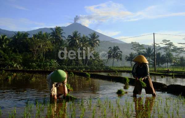 //images.detik.com/content/2014/12/29/4/pertanianhujanabu4.jpg
