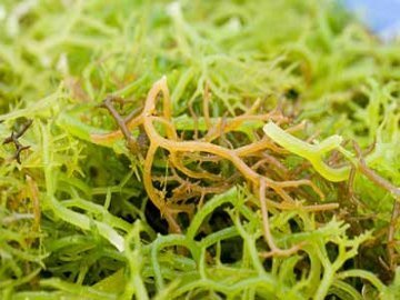 Potensi Rumput Laut RI Bisa Sampai Rp 281 Triliun Potensi Rumput Laut RI Bisa Sampai Rp 281 Triliun