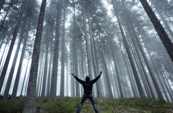 Hutan Bunuh Diri & 4 Hutan Paling Angker di Dunia