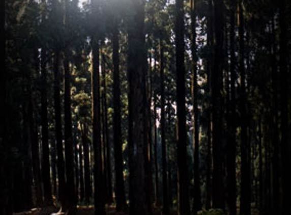 Hutan Bunuh Diri & 4 Hutan Paling Angker di Dunia