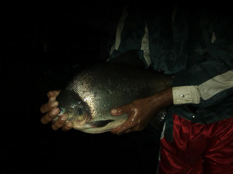 Banjir Kali Code Mulai Surut, Warga Berebut Tangkapi Ikan Besar