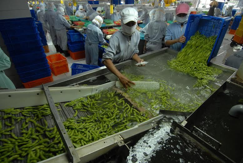 Kedelai Jepang Made in Jember Rambah Pasar Eropa dan AS