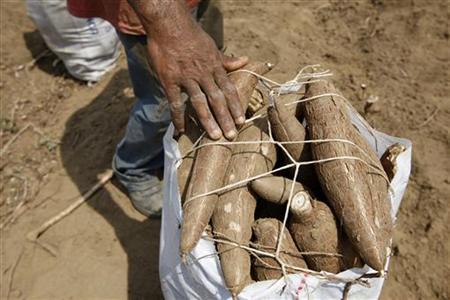 Selain Garam, RI Impor Singkong dari Vietnam Rp 14 M Selain Garam, RI Impor Singkong dari Vietnam Rp 14 M