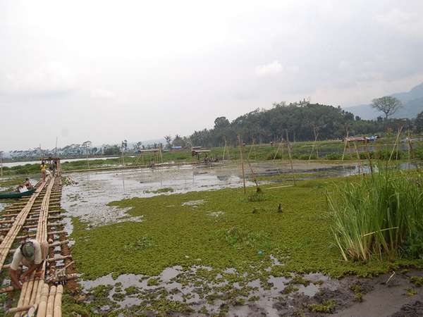Dampak Positif El Nino, 800.000 Hektar Rawa Bisa Ditanami Padi Dampak Positif El Nino, 800.000 Hektar Rawa Bisa Ditanami Padi