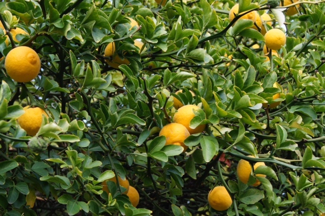 Bitter Orange dan Bergamot, Jeruk Populer untuk Makanan dan Parfum di Dunia