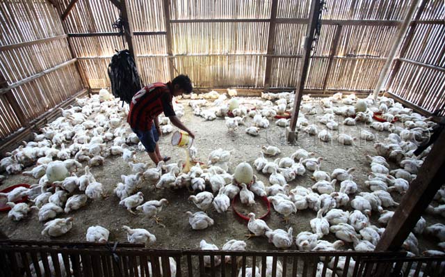 baku ambon bahan bika Pakan Potong Impor Masih  Ternak 3 Ayam