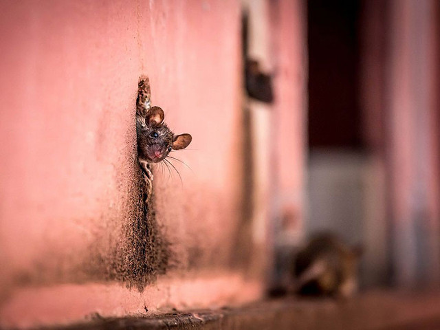 Tikus mungil yang keluar dari tembok 'rumahnya'. (kredit foto: National Geographic/Cezary Wyszynski)