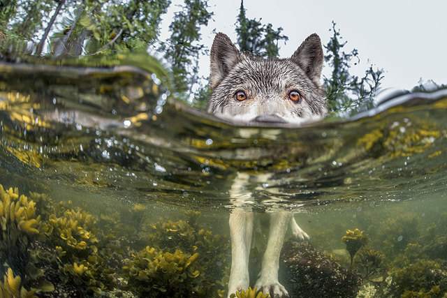 Penampakan serigala yang berada di dalam air. (kredit foto: National Geographic/Ian Mcallister)