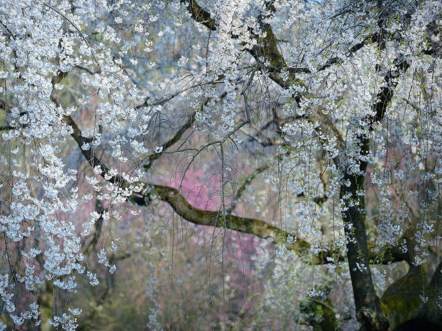 Sebuah bunga yang melambangkan kekaisaran keluarga Jepang. Akan mekar pada akhir Maret dan awal April. Foto ini seperti lukisan Jepang tua. (kredit foto: National Geographic/Yukio Miki)