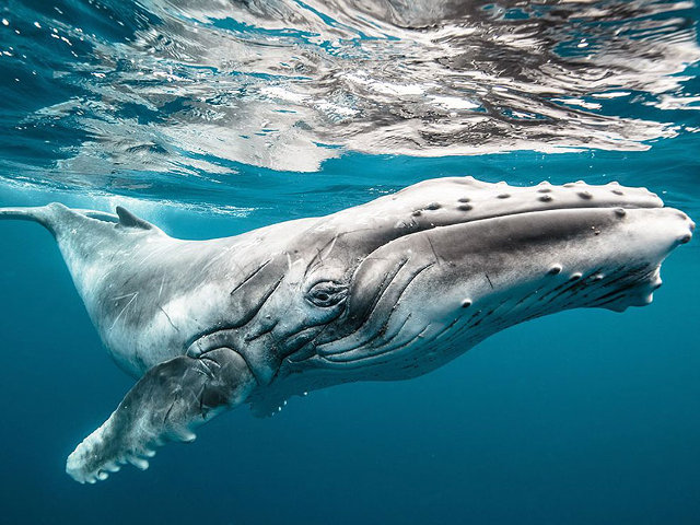 Humpback Whale atau Paus bongkok adalah jenis paus langka, berada di Tonga, Polinesia. (kredit foto: National Geographic/Karim Iliya)