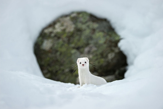 Ekspresi lucu si hewan putih yang merupakan salah satu satwa di Taman Nasional Gran Pradiso, Italia. (kredit foto: National Geographic/Stefand Unterthiner)