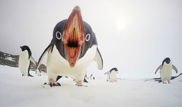 Ketika pinguin marah melihat kamera sang fotografer. (kredit foto: National Geographic/Clinton Berry)