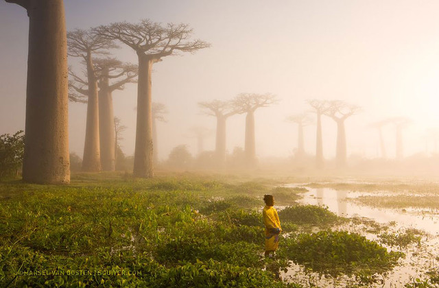 Sebuah foto tampak seorang wanita yang menyendiri di tengah hutan Madagascar dengan pohon-pohon yang besar. (kredit foto: National Geographic/Marsel Van Oosten)