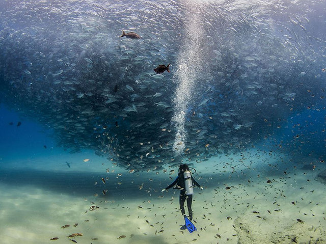 Keren! ketika penyelam foto bersama dengan ribuan ikan di lautan meksiko, Cabo Pulmo. (kredit foto: National Geographic/ Jeff Hester)