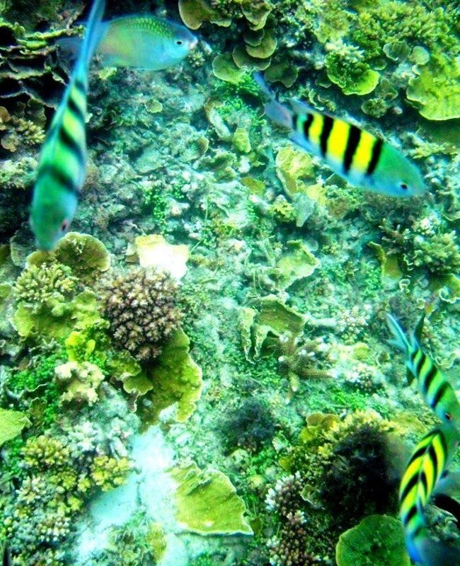 Pulau Pari, DKI Jakarta