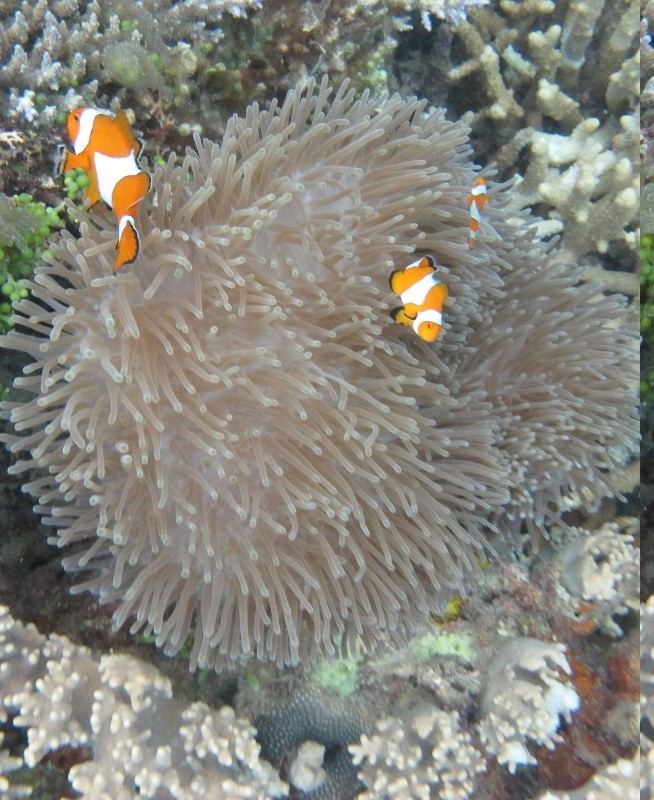 Pulau Cemara, Karimunjawa