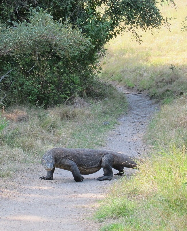 Pulau Komodo, NTT