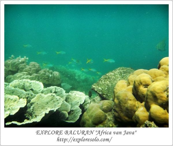 Pesona bawah laut pantai Bama, Baluran